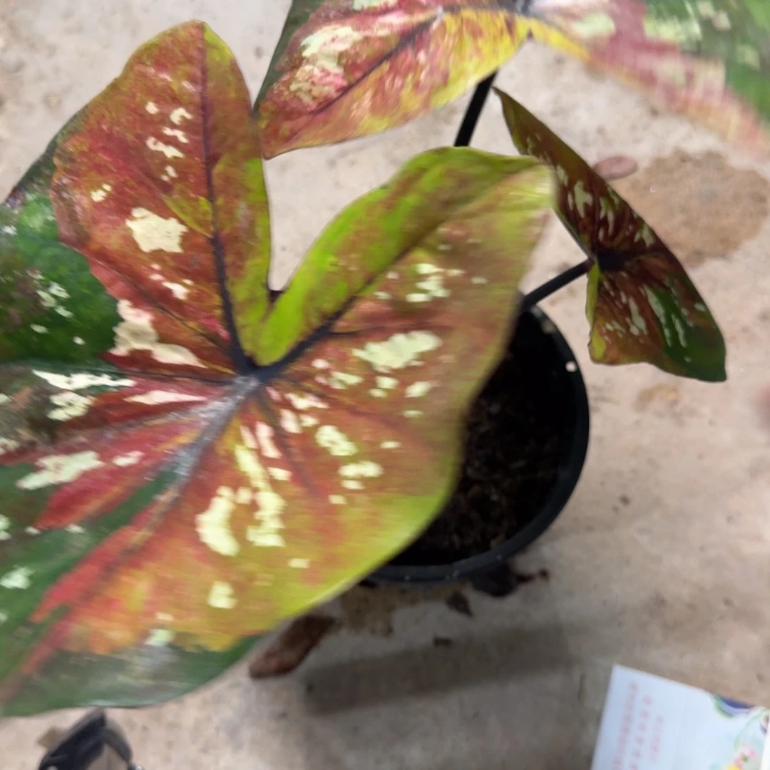 无花朵变形金刚 e075