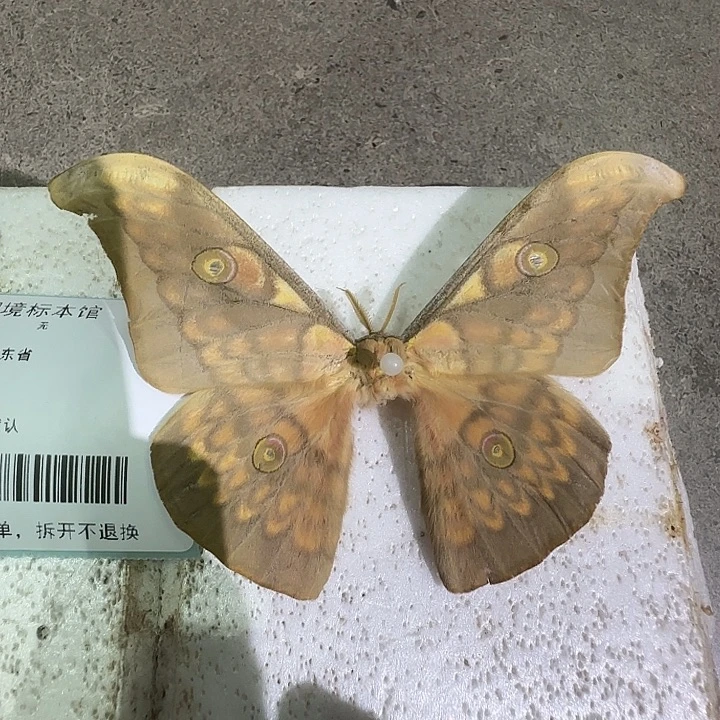 大蚕蛾蝴蝶结蝴蝶结