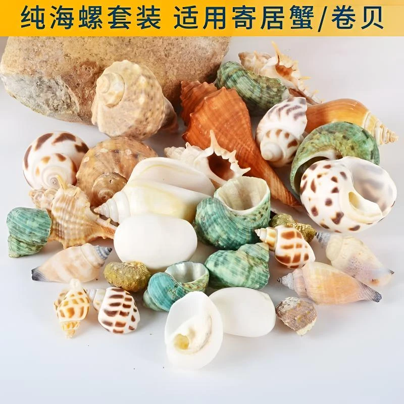 寄居蟹替换壳纯天然繁殖鱼缸造景水族箱装饰纯天然寄居蟹壳清仓