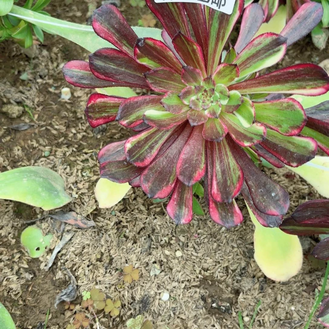 B. 7781同花顺多肉