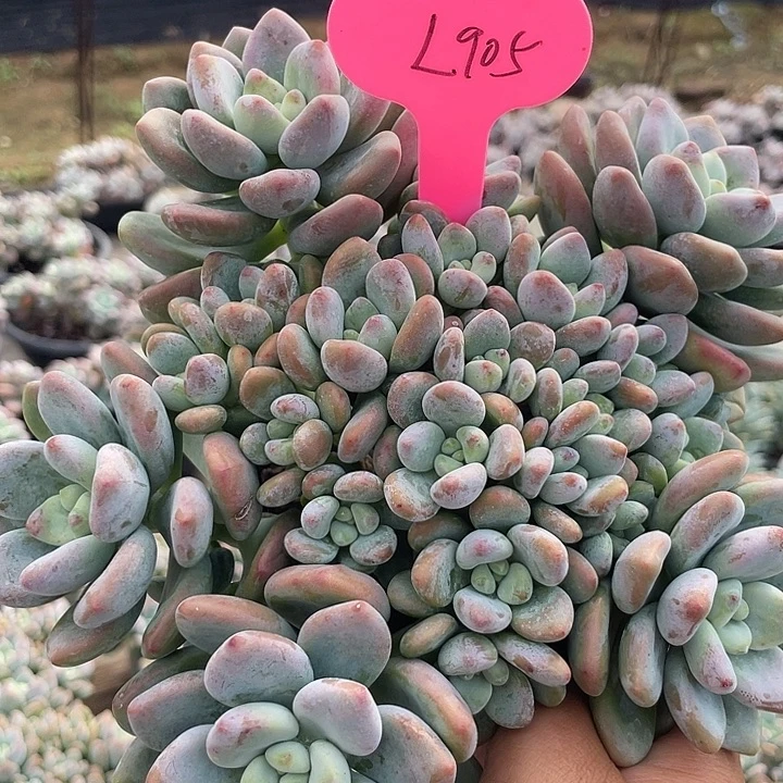红洛神多肉植物群生905