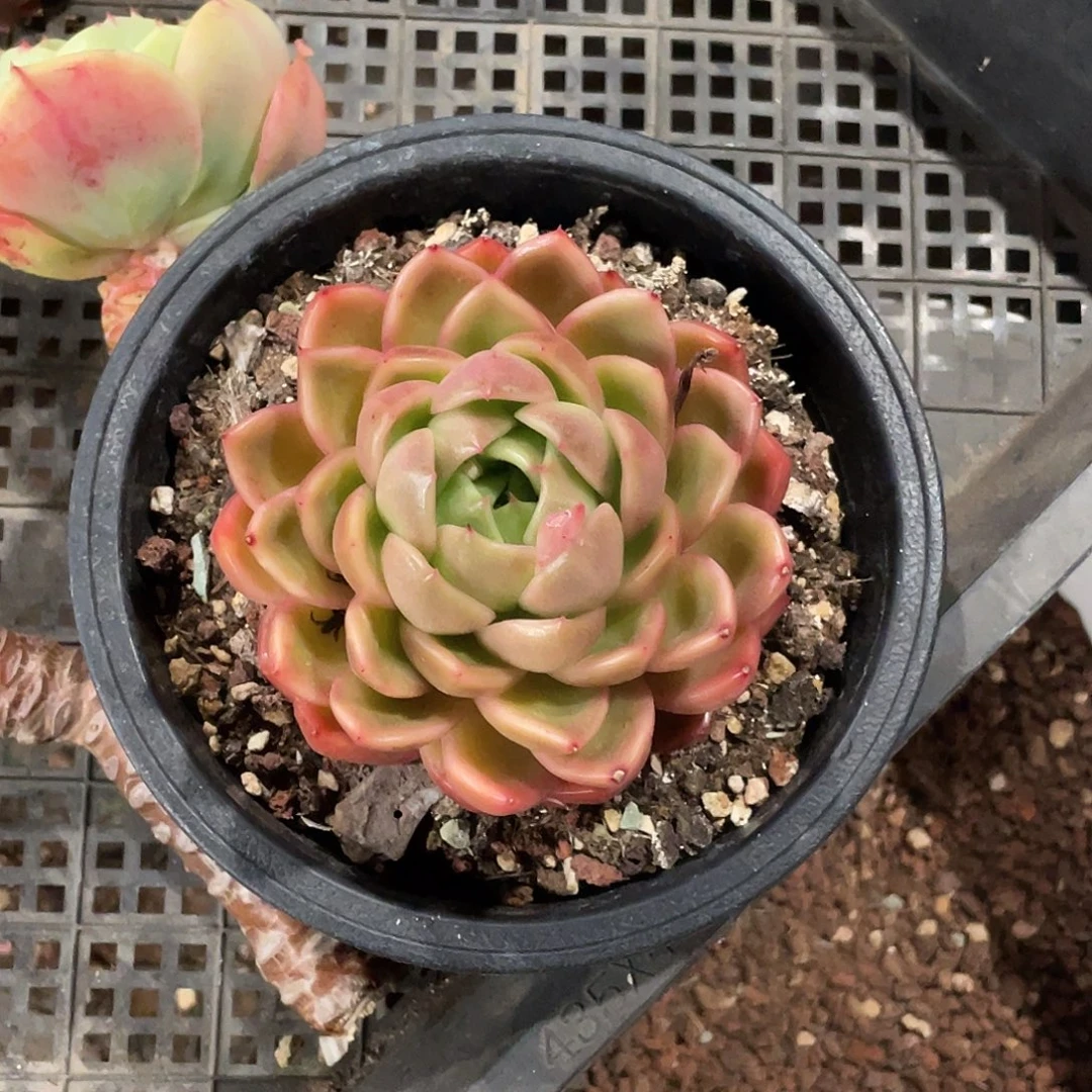 艳哥的肉肉呀真好看