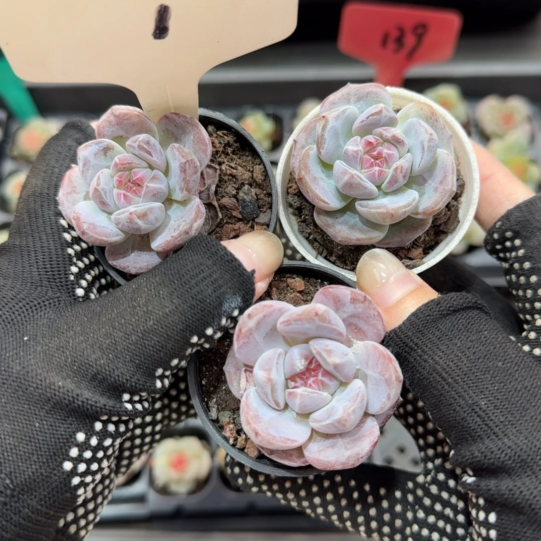 1满38包邮➗偏远发货后不退货退款