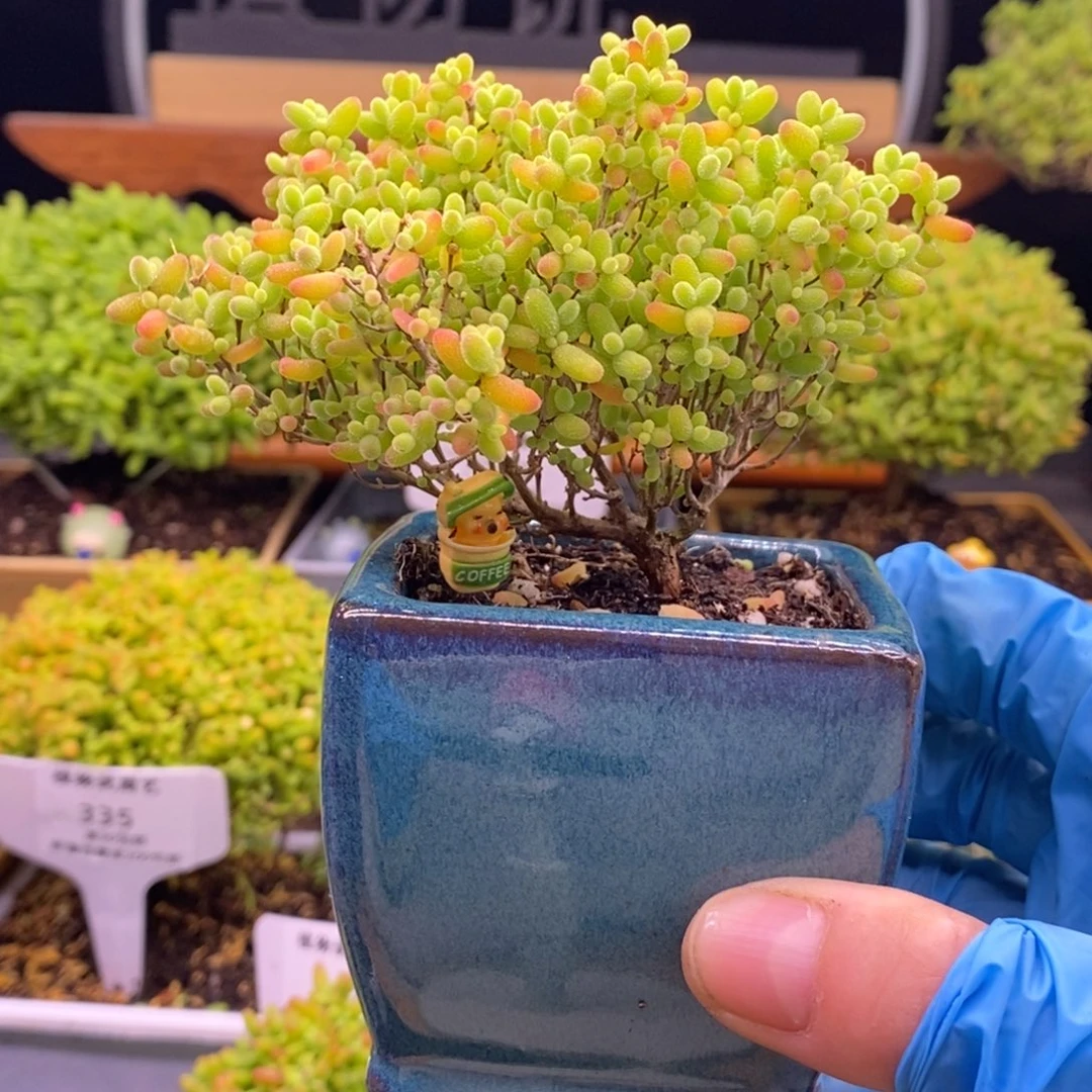 380蜜橘造型桩。