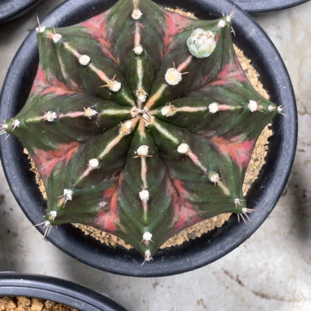 当前无花朵，栽培后可花朵规律红臀米哈锦
