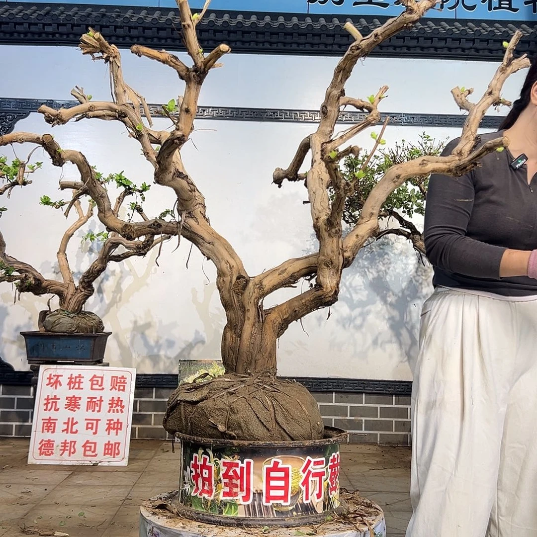 完全开放金银花88888