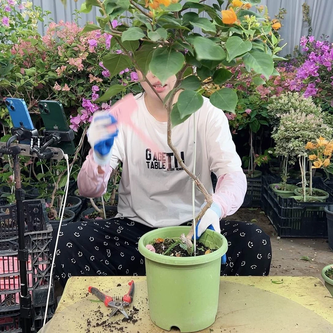 南****大部分花苞少量开放E85金色光辉