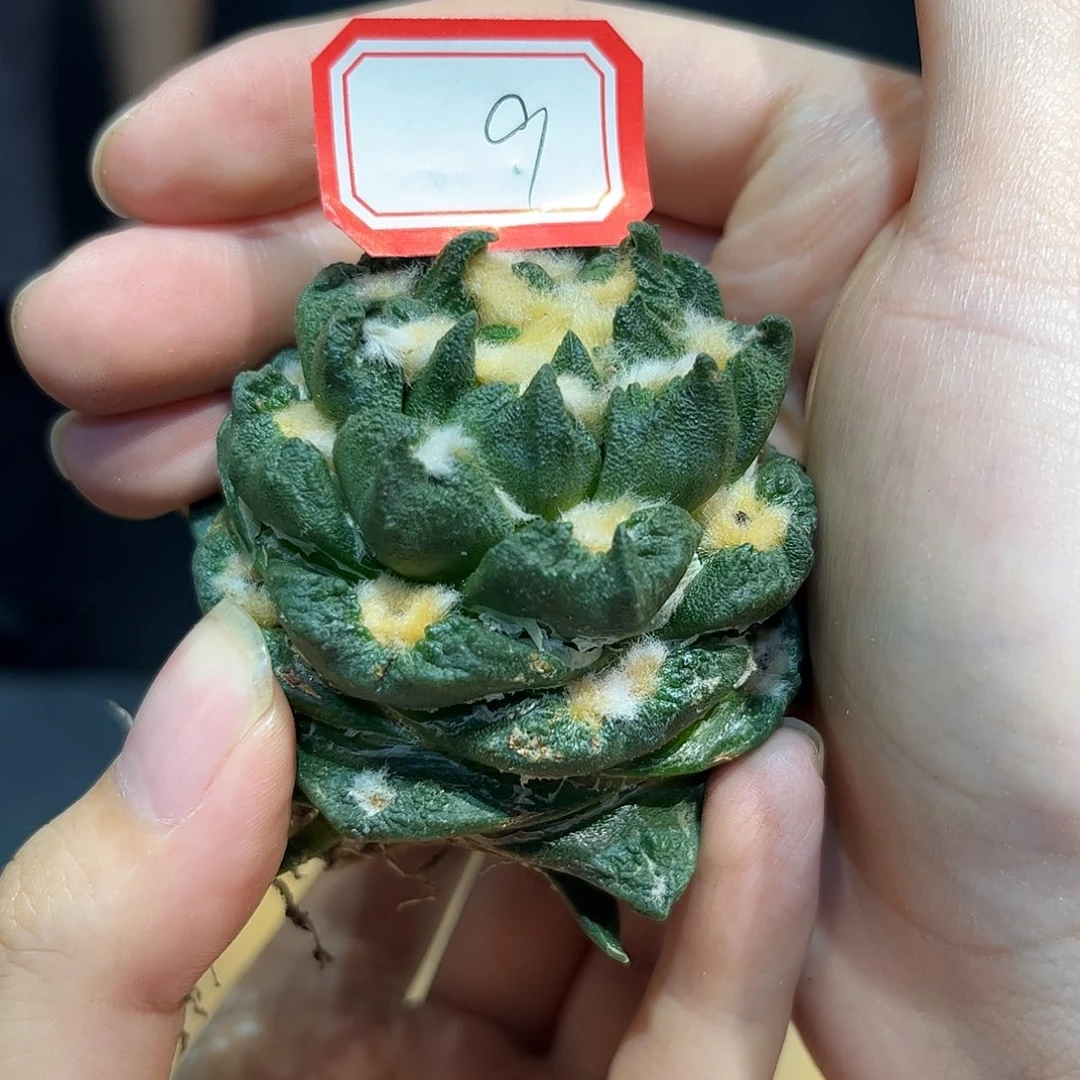 9号6.5cm自根包包龙博牡丹萝卜根