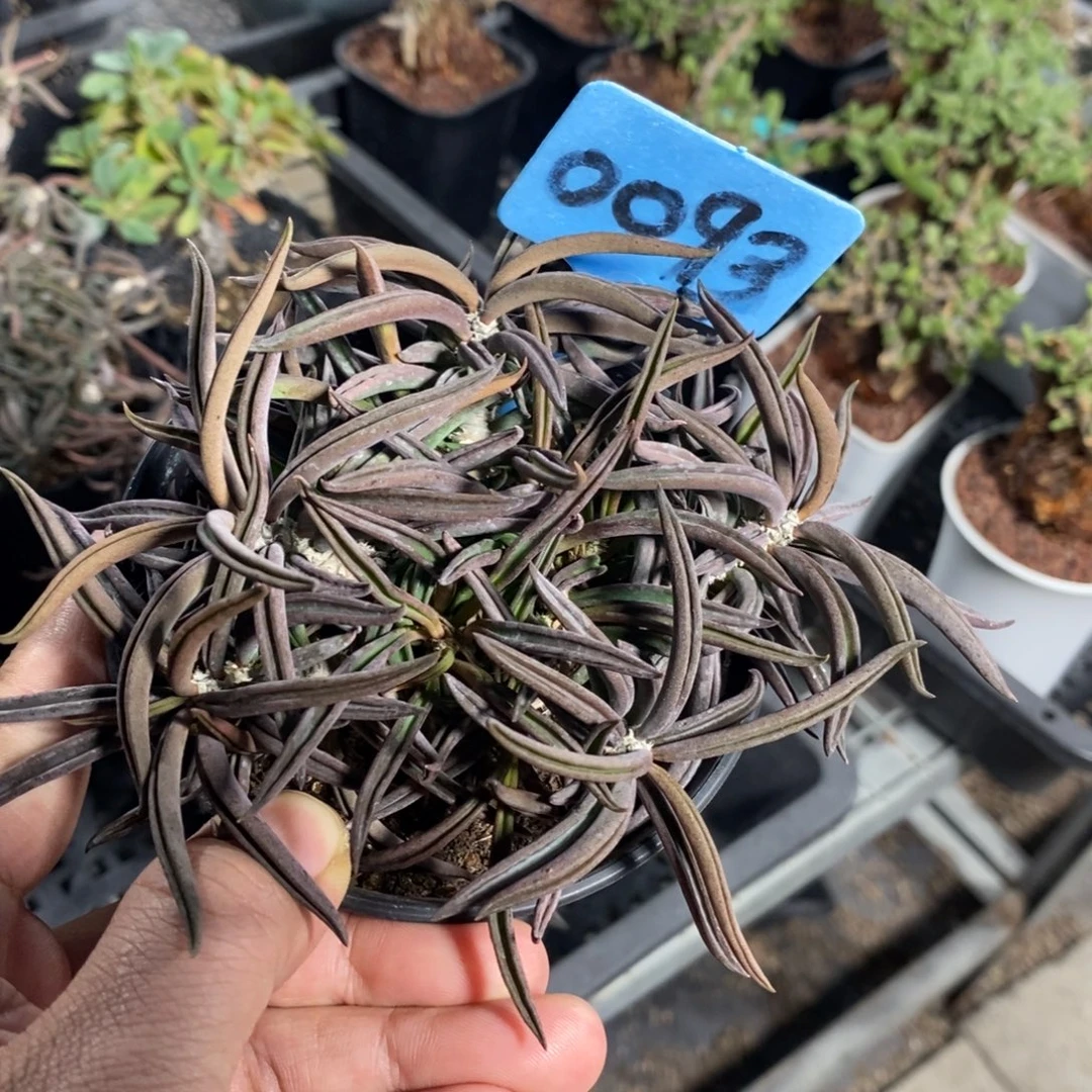 筒叶麒麟多肉植物