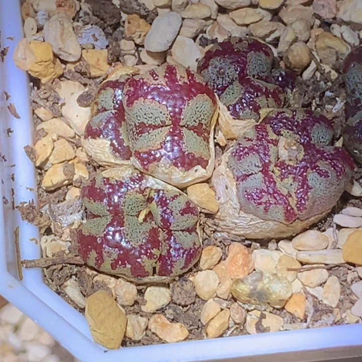 48858999999989655555555