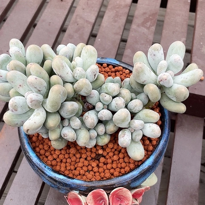米可老桩多肉植物