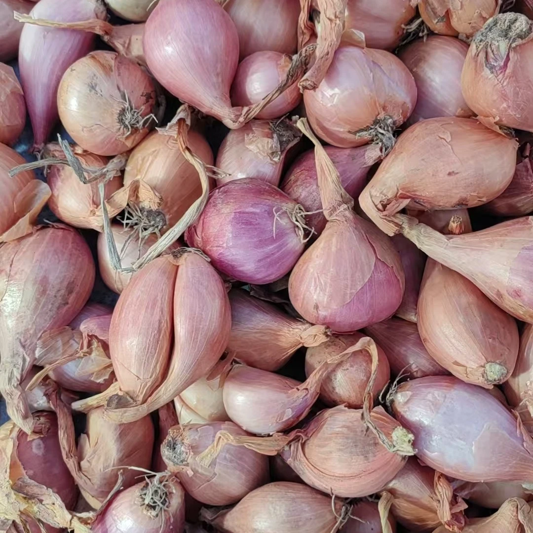 东北毛葱小号包邮（毛葱栽子）