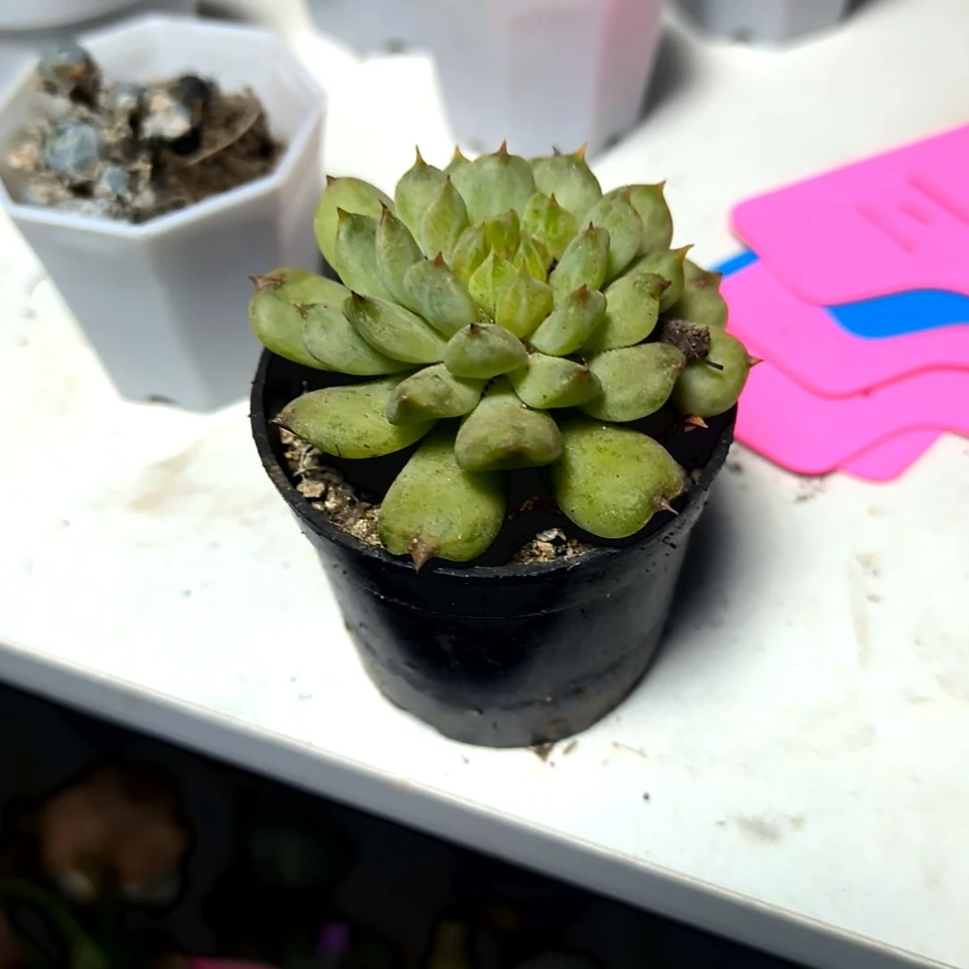 满6元包邮，#薄荷拇指盆