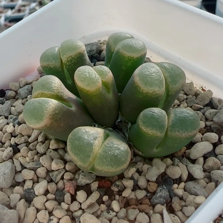 多肉植物双节清货30号
