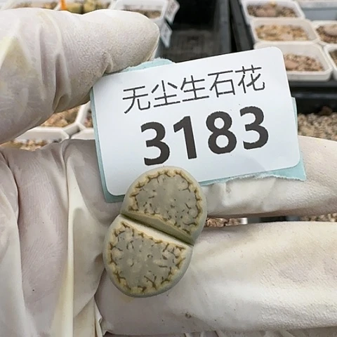是*3183，，216，黄绿饼干脱土
