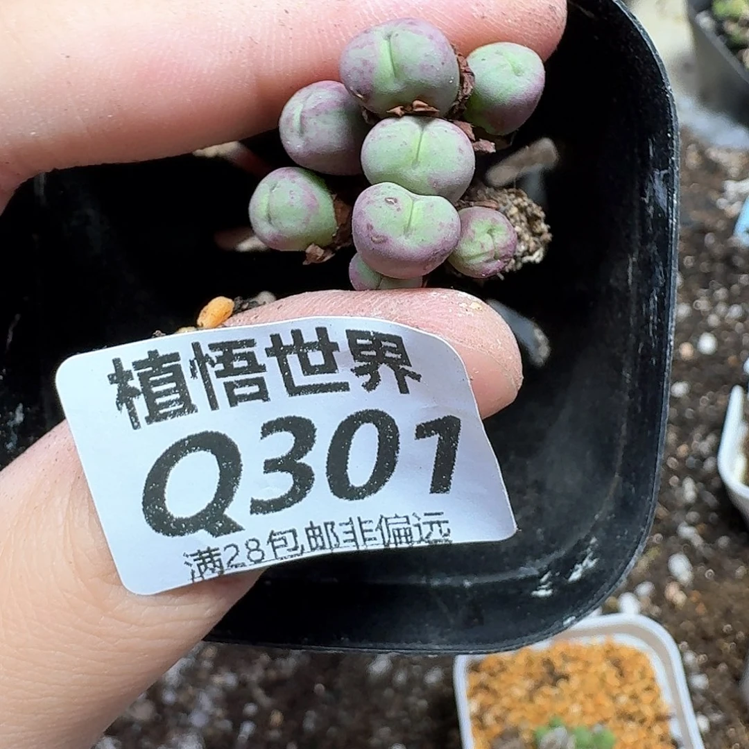 多肉植物的润泽gbn