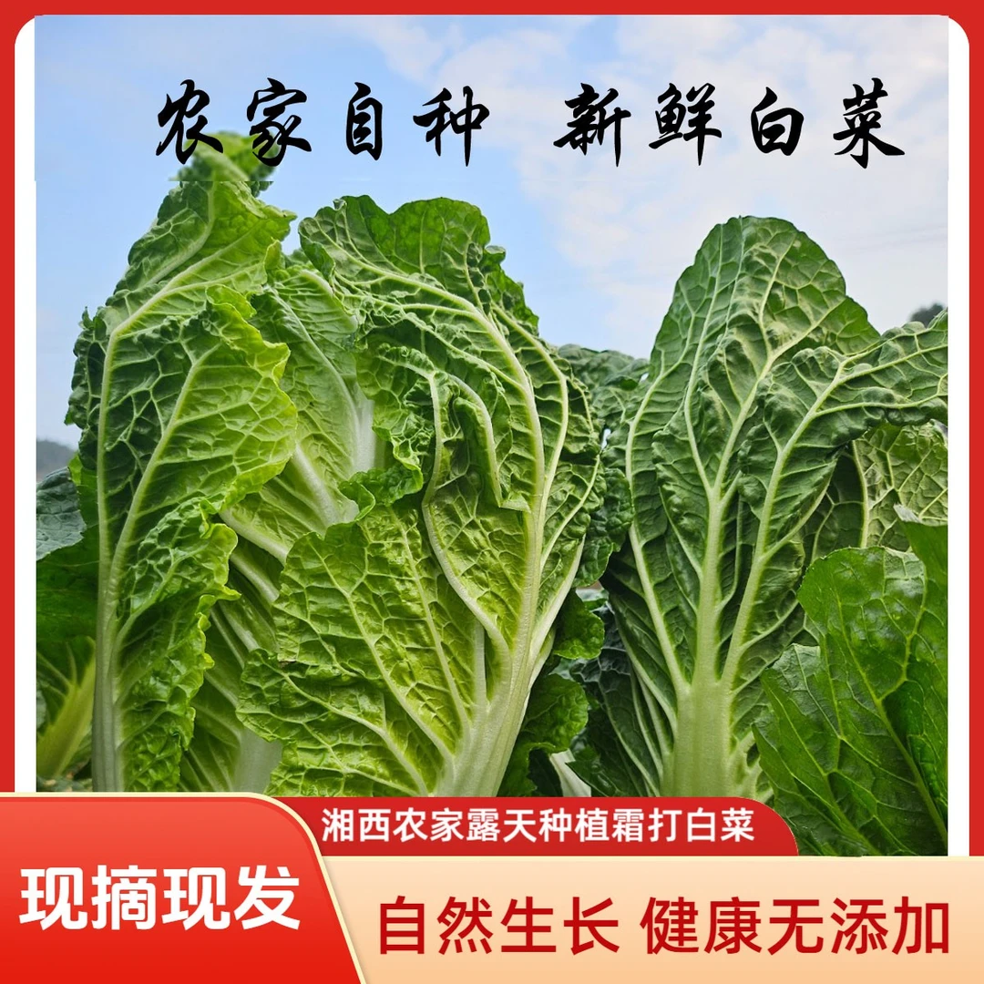 湘西农家露天霜打包心大白菜新鲜蔬菜青菜火锅蔬菜当季新鲜蔬菜