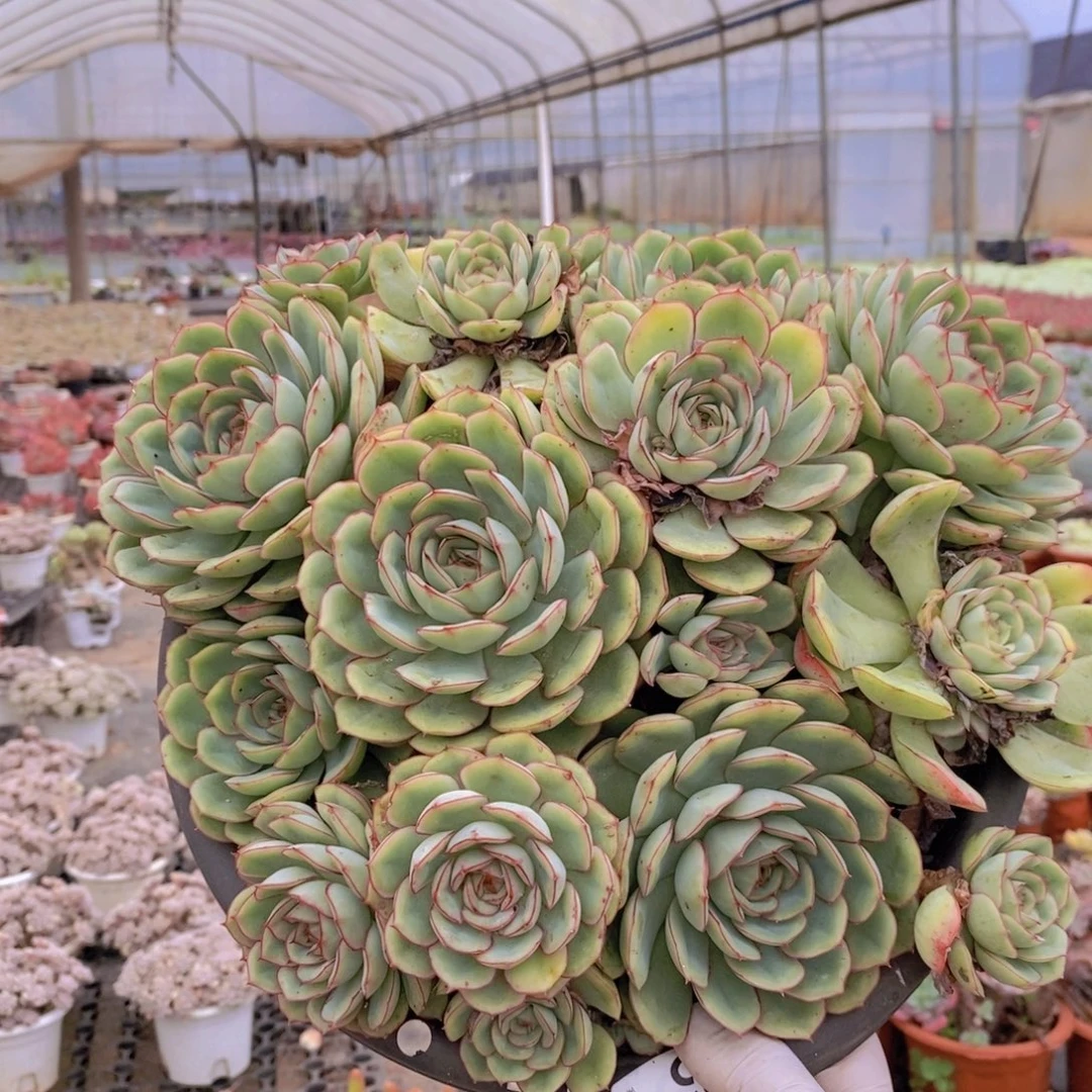 559晨露群老桩一物一拍