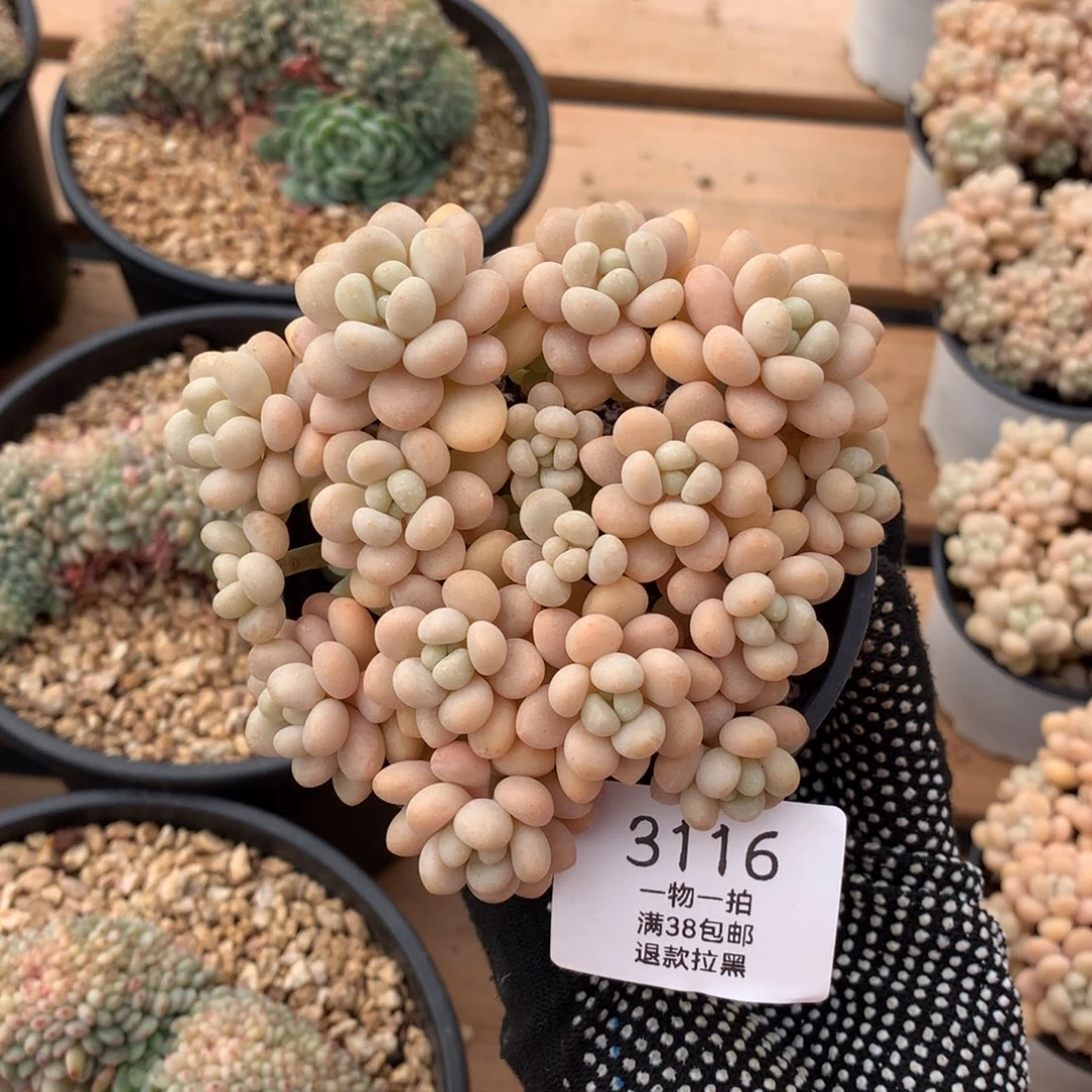 10.5厘米洛可可3116