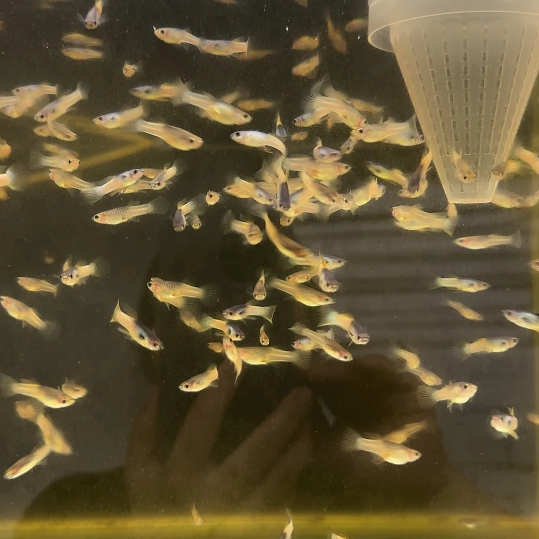 孔雀鱼练手粉猫苗10条