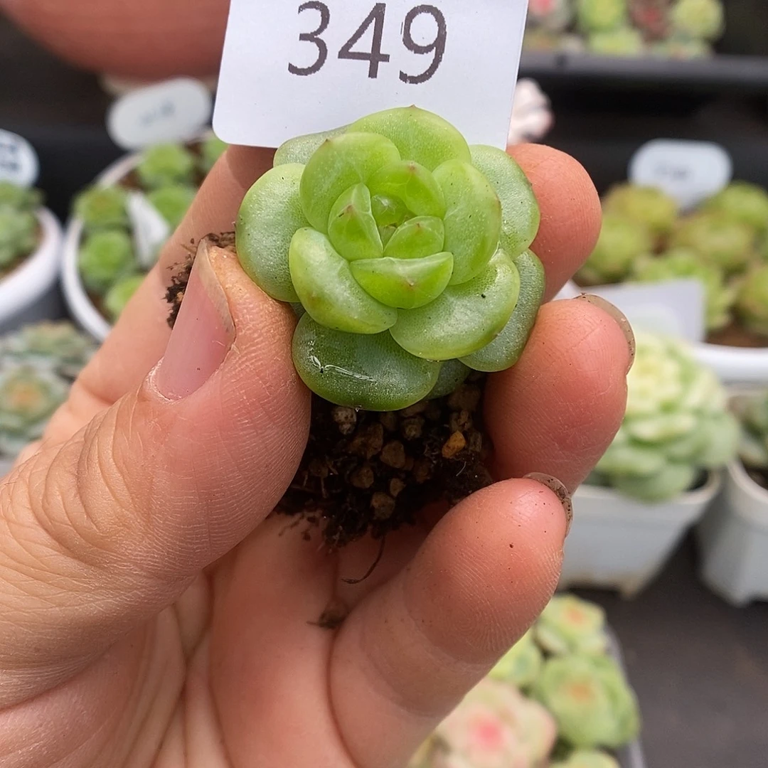 一物一拍一物一拍926-349