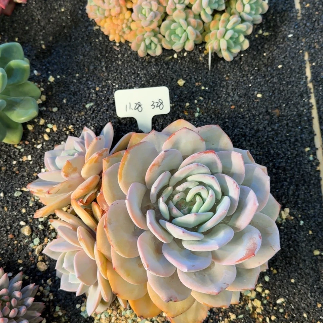 富****一物一拍大群奶茶328