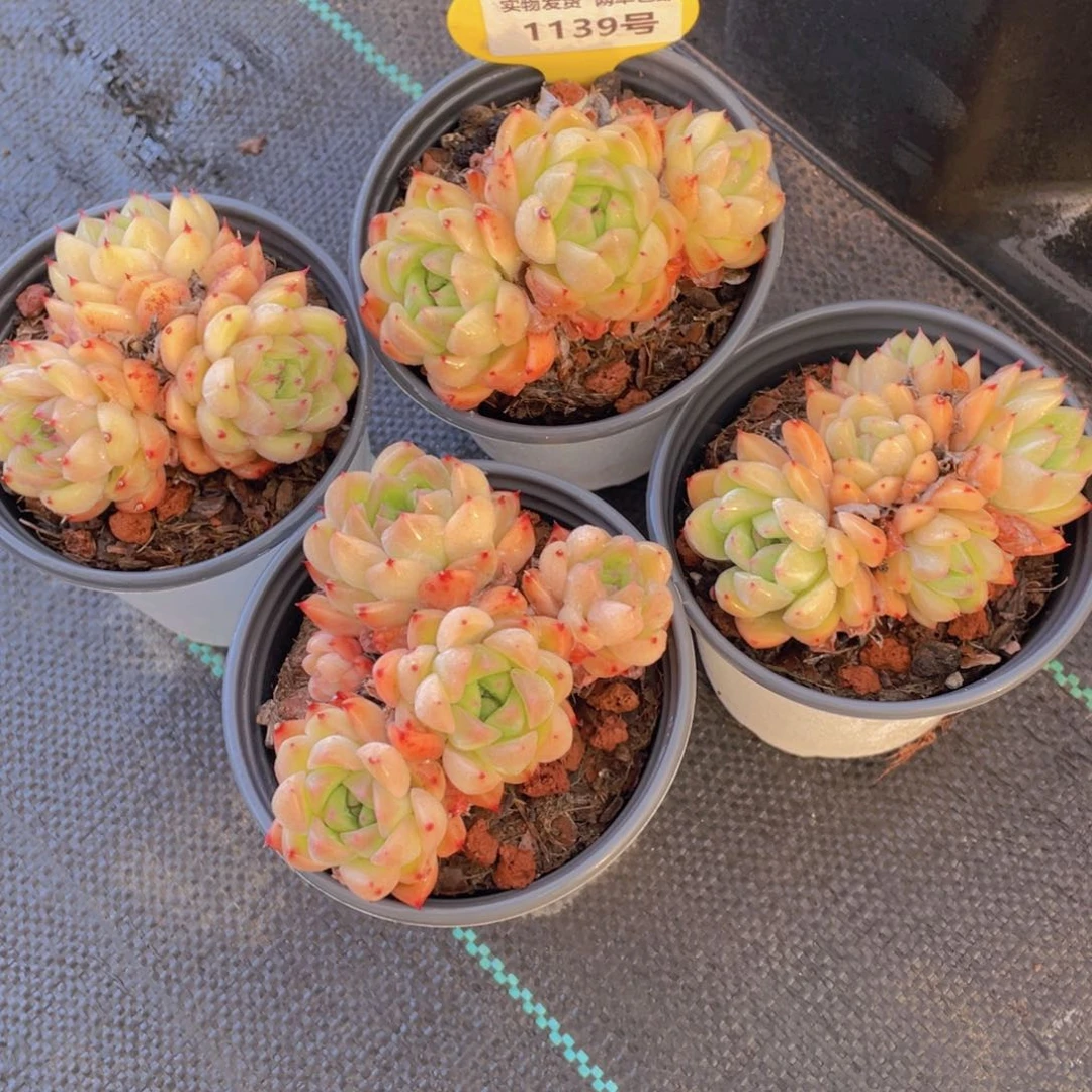 1239号 冰透钻石珍妮多头群一个