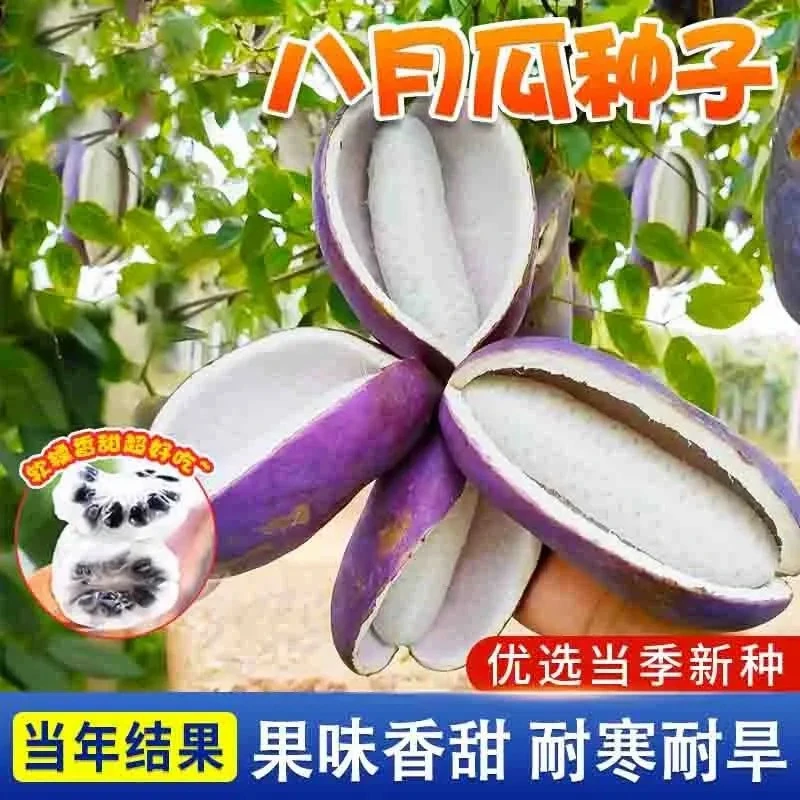 【八月瓜种子】四季种植高产爬藤阳台盆栽食用水果紫果八月炸种籽