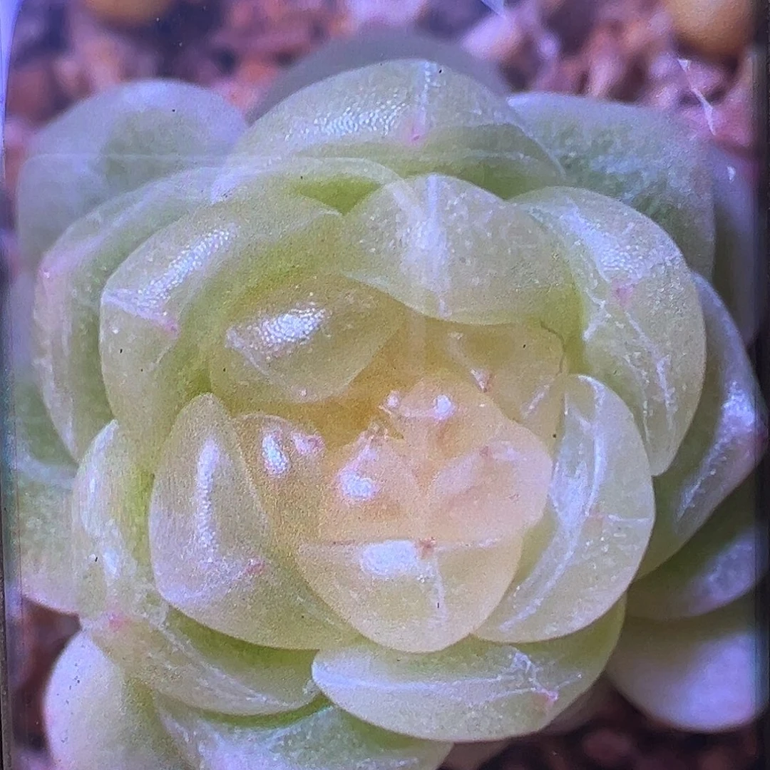 黄财富密码状态图