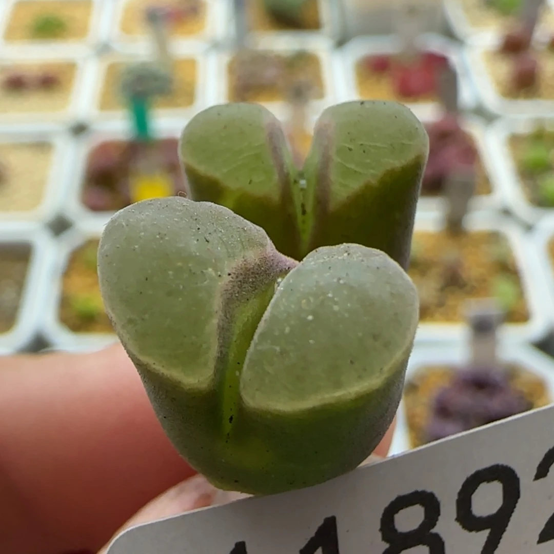 【闪购商品】11892