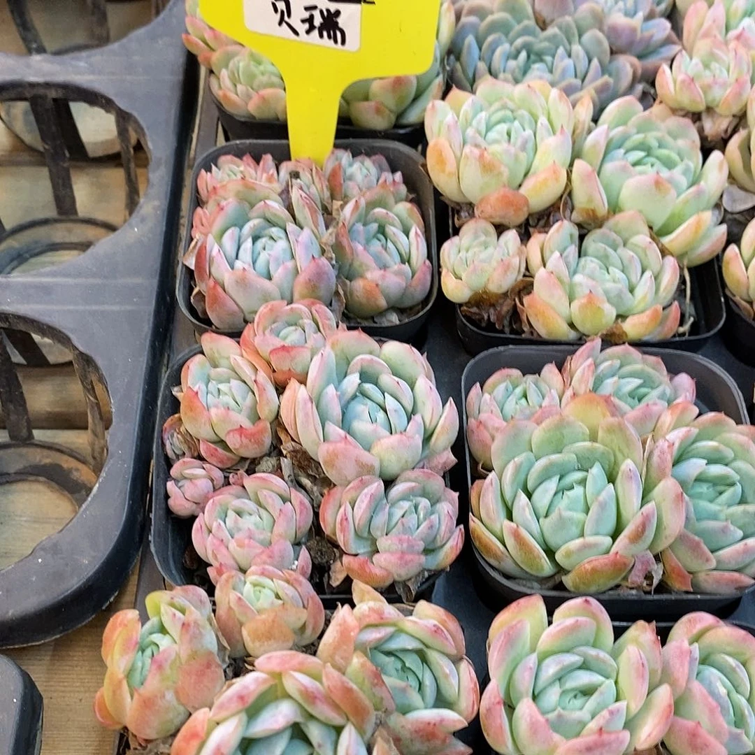 思思优选贝瑞 四头起