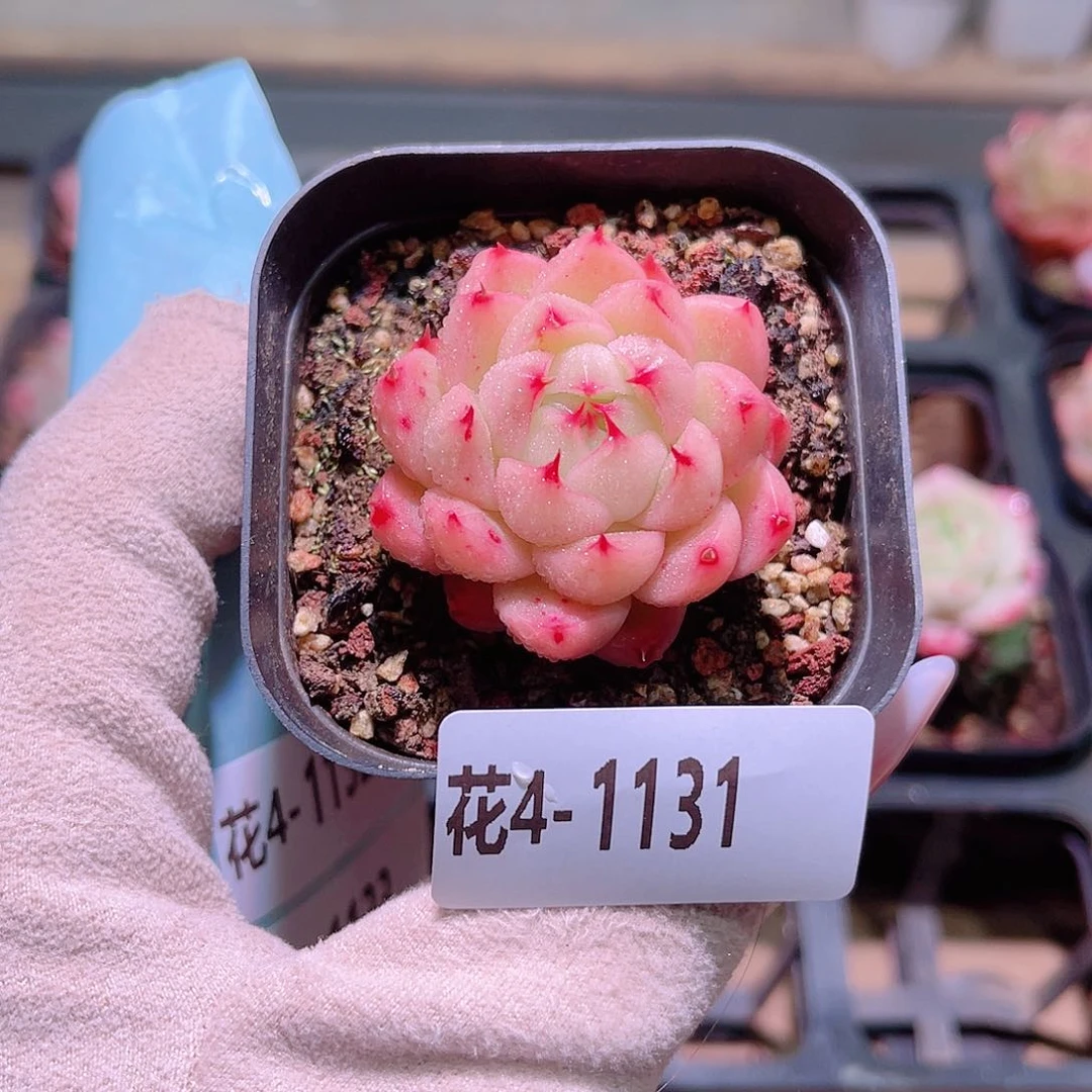 花利美4-1131麦秆