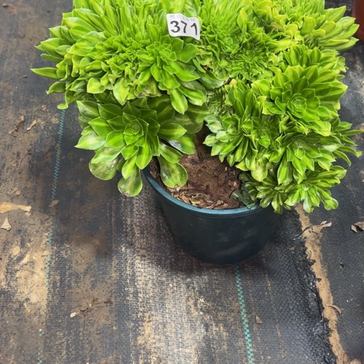 七彩琉璃缀371多肉法师一物一拍