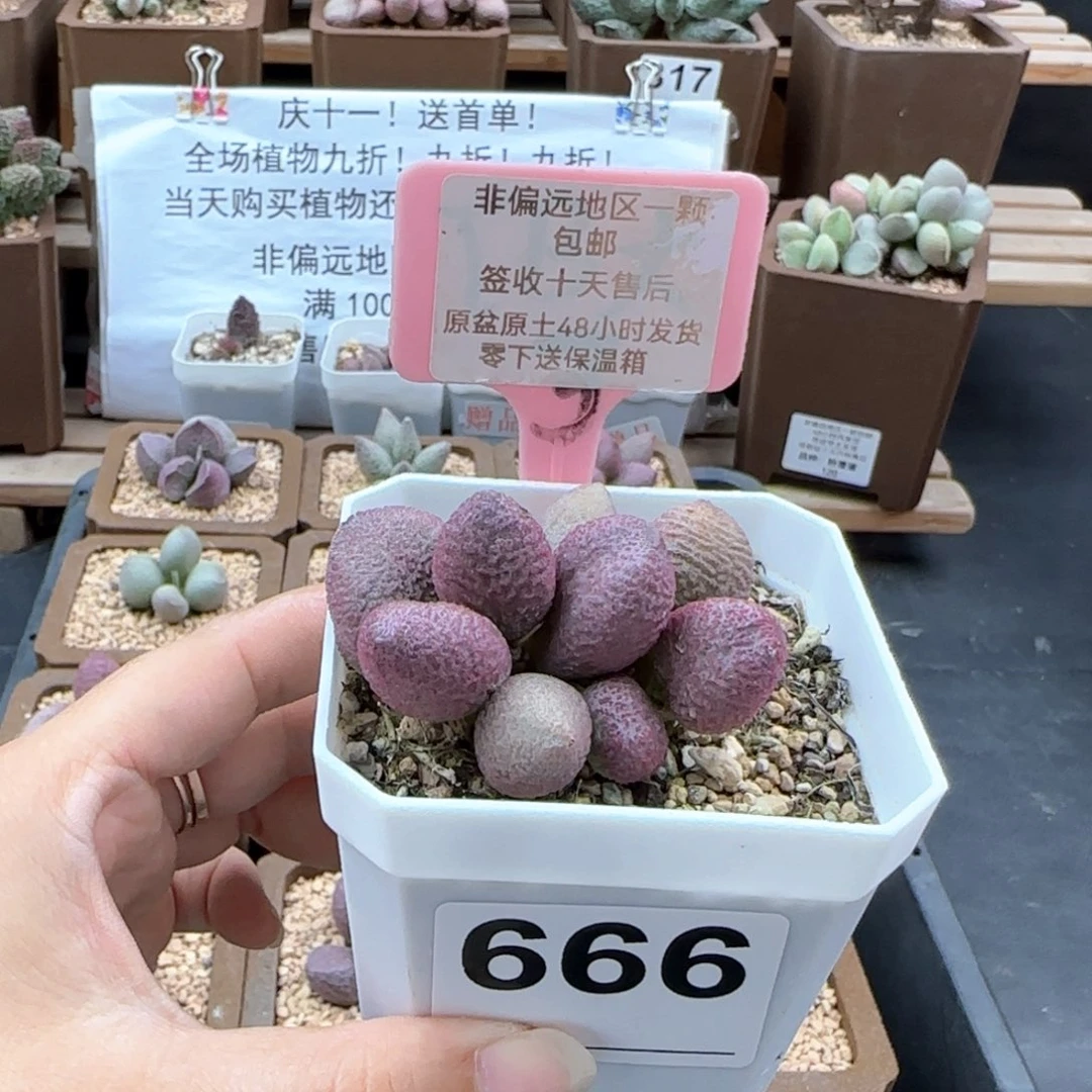 666少女心多肉植物