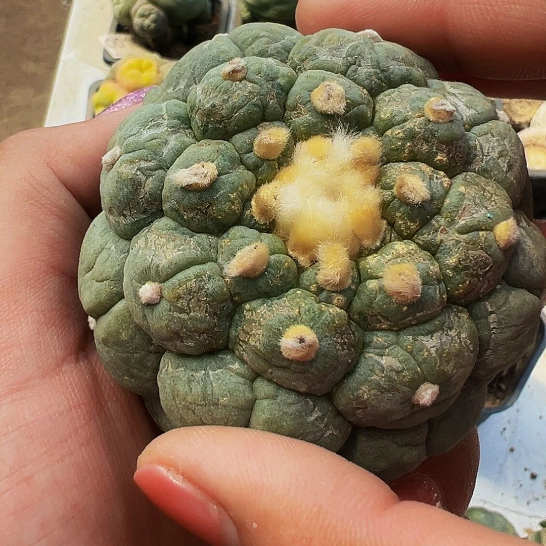 周*落地发根大疣，尺寸240