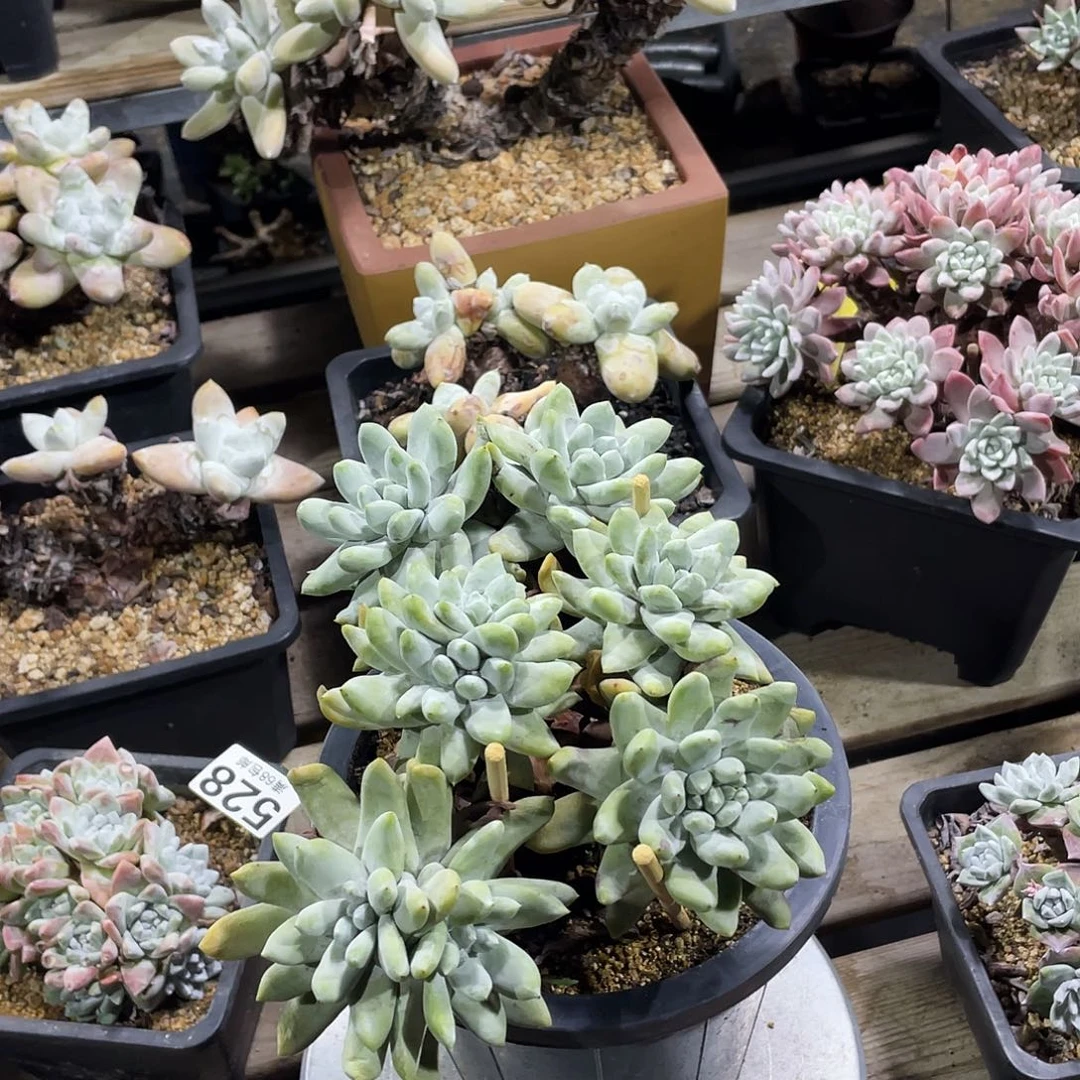 拇指帕奇飞图仙女杯