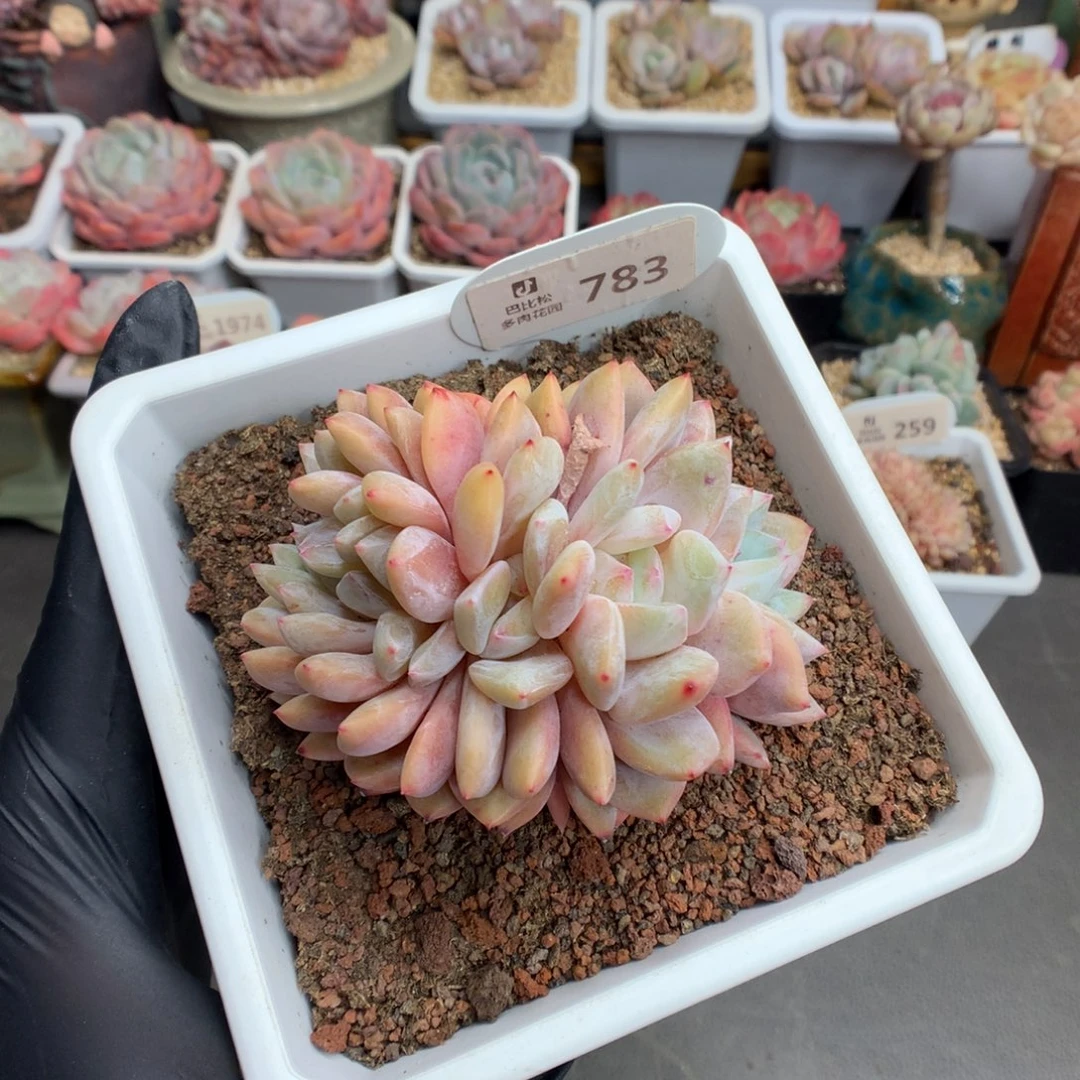 783 特价橙子缀多肉