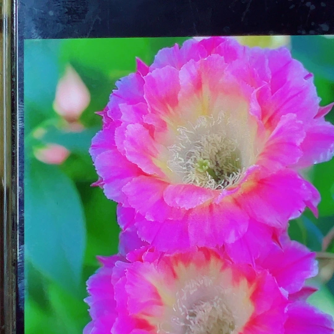 彩草a208侧芽 000