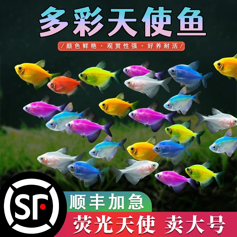 特大号天使鱼观赏鱼热带鱼群游懒人小型淡水好养耐活鱼苗孔雀斑马