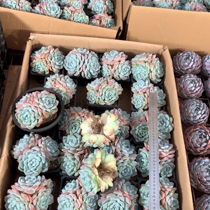 3头起老桩无砍冰玉群两单包邮