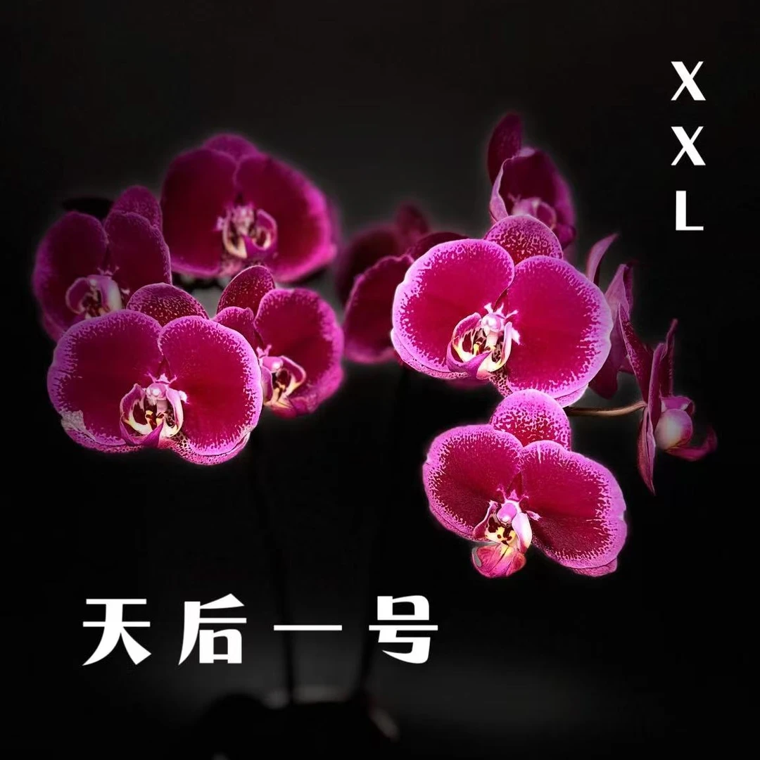 【天后组盆】超大花型蝴蝶兰组盆 搬家乔迁开业花实体店同款
