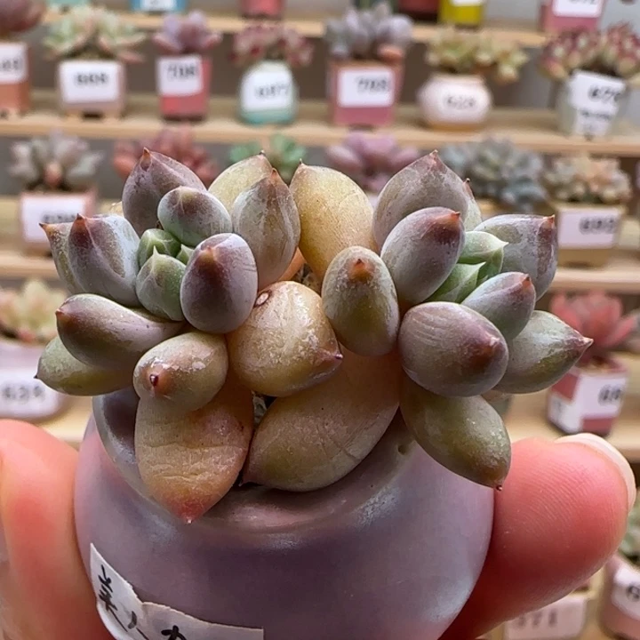 713美人杂满38包邮（除新疆 西藏 内蒙）