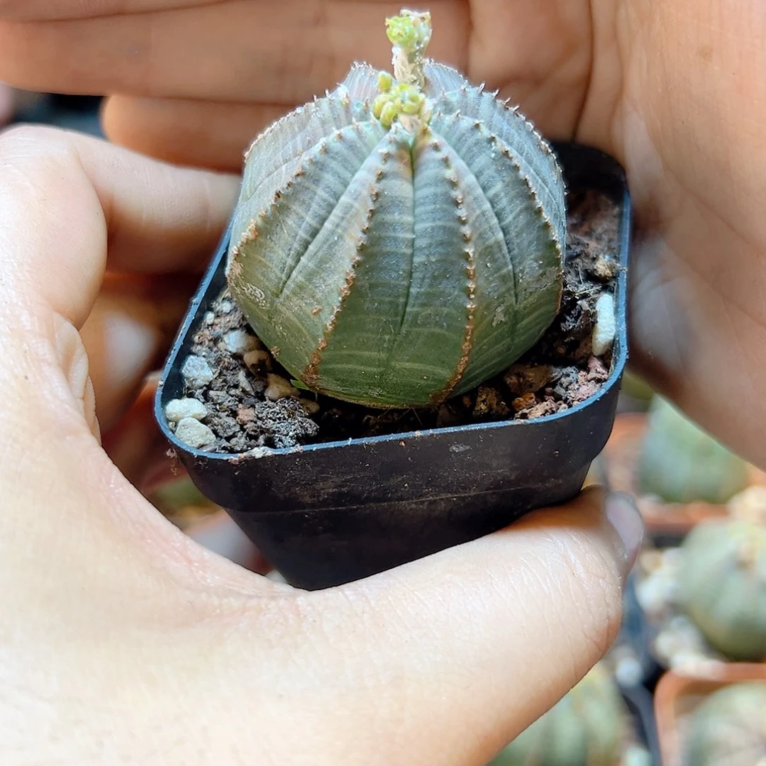 自根欧布3.2公分带盆