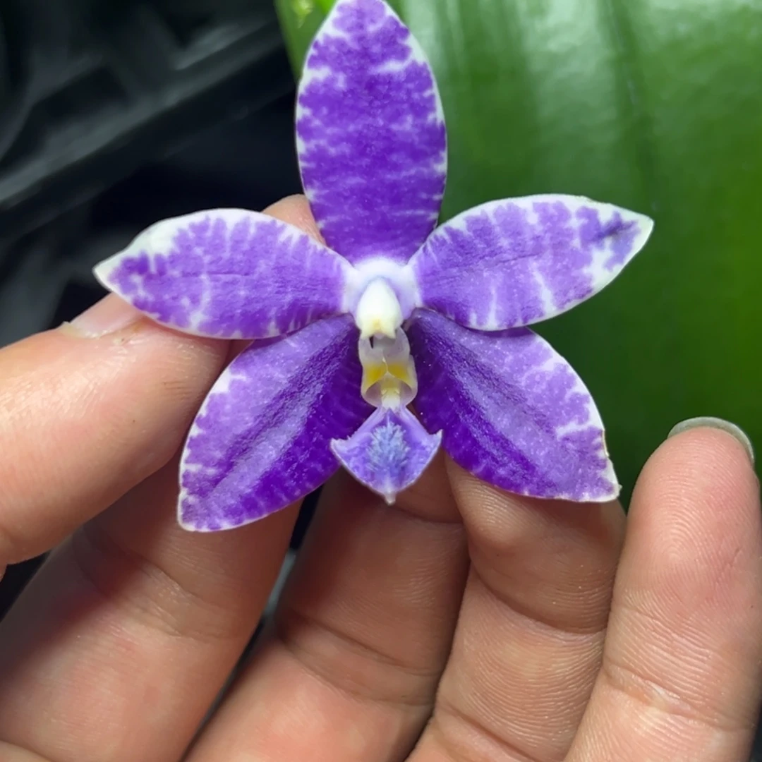 完全开放l265三寸ys1180