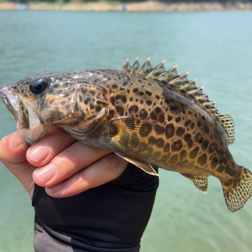 鳜鱼斑鳜淡水原生鱼凶猛观赏鱼桂花鱼老虎圆桶鳜活体鳜鱼苗非养殖