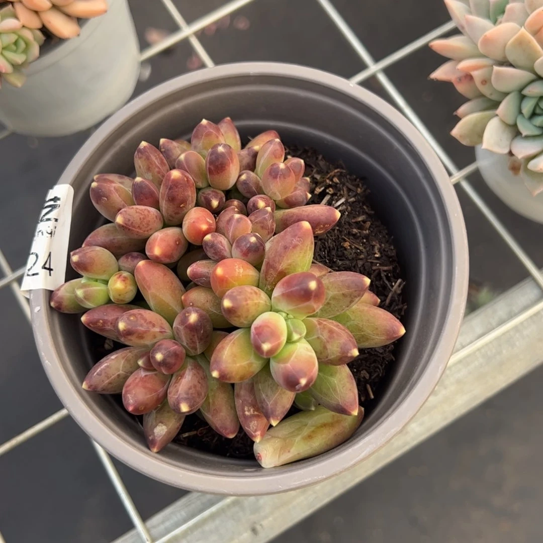 千代田之松多肉植物