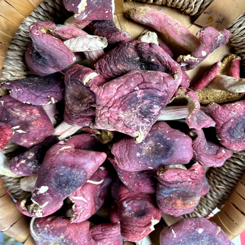 胖头红菇  河南伏牛山红菇干货煲汤营养浓郁鲜美天然食用红蘑菇