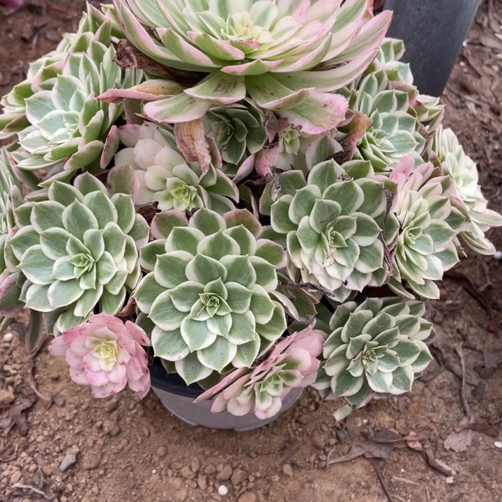 无花朵682多肉植物海王