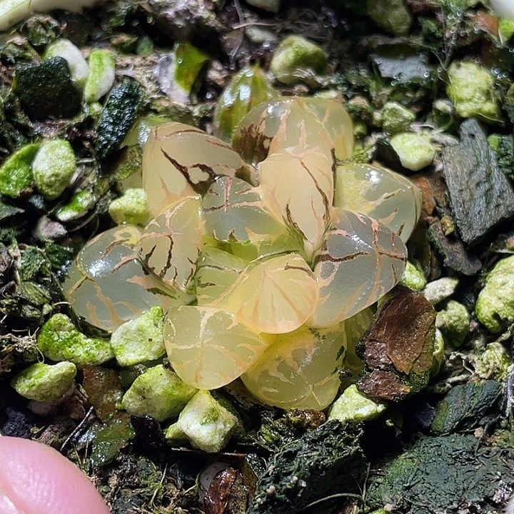 875水晶燈錦特選福利