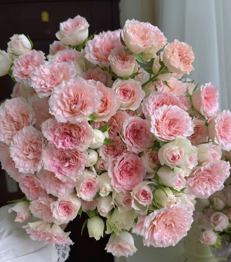 （曼）  情迷罗拉8支+2支防损 鲜花任意满2单包邮